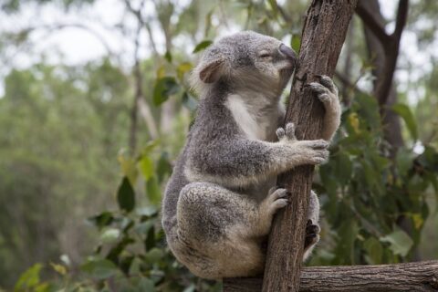 brisbane koala park